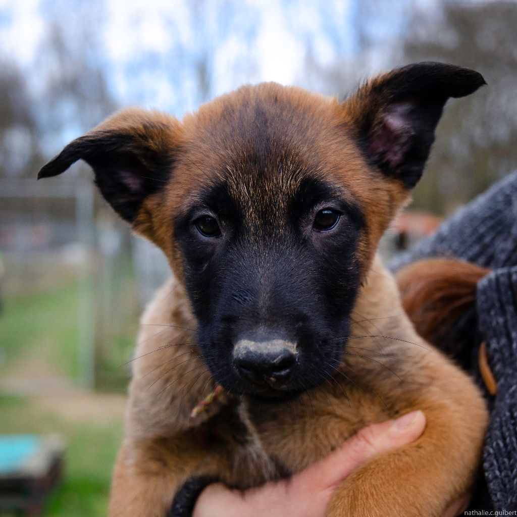 by Pas à Pattes - Chiots disponibles - Berger Belge